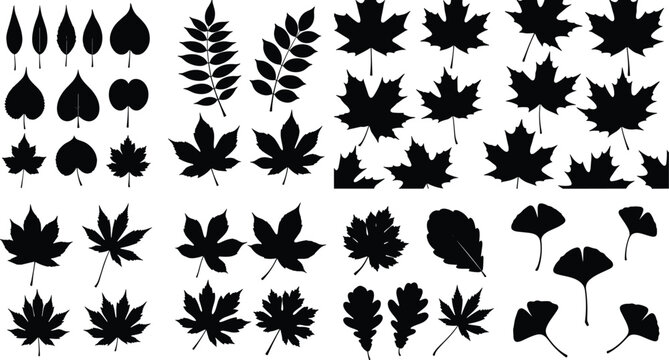 Silhouette collection of botanical leaf shapes including maple oak ginkgo compound foliage vector illustration icons for nature design