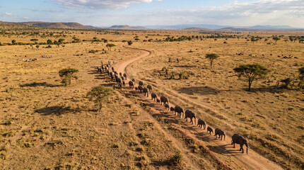 Aerial view of a herd of african Elephant  walking on a path in African savanna, Tanzania.  © pinan