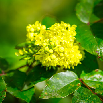 Wie fl&uuml;ssiges Sonnenlicht, das sich in winzigen Kelchen verfangen hat, leuchten die Bl&uuml;ten der Mahonie im Herzen des Fr&uuml;hlings. Sie stehen als goldene Leuchtfeuer zwischen den kr&auml;ftigen, gr&uuml;nen Bl&auml;tte