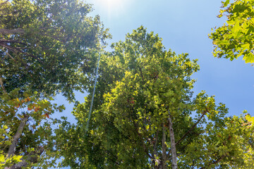 Fototapeta premium Green Leaves and young futis of Pltatanus oreintalis tree in sunset light.