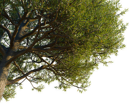 Detailed overarching canopy of a Quercus ilex (Holly Oak) highlighting its dense crown and rugged bark texture, isolated on black, perfect for professional architectural rendering and masterplans.