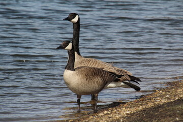 Fototapeta premium canada goose on the beach