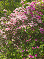 Fototapeta premium Vibrant Pink and Purple Azaleas Blooming in Spring