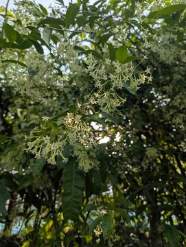 Clusters of fragrant white cestrum nocturnum flowers blooming on a shrub