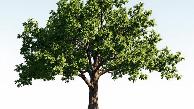 A beautiful deciduous tree with vibrant green leaves moves gracefully in the wind on a bright day. Isolated natural element.