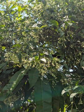 Cestrum nocturnum, commonly known as nightblooming jasmine, in full bloom
