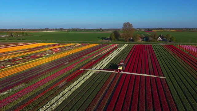 Aerial view of a tractor spraying colorful tulip fields with vibrant rows of red, yellow and white flowers under a clear blue sky in Nieuwe Niedorp, North Holland, Netherlands.