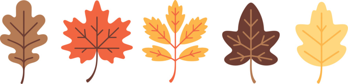 Autumn, leaves set of colorful isolated flat hand drawn vector illustration featuring oak maple and birch foliage elements for fall season design and decoration.