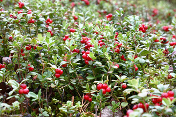Autumn day in the forest. Among a heather there is a small glade of a continuous bush of cowberry. Bright red-claret berries are well visible among green glossy leaves. © imamchits