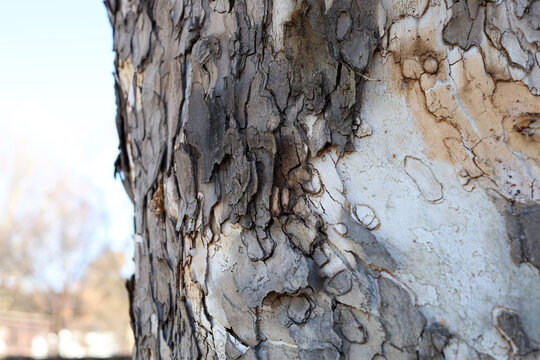 Peeling bark pattern on plane tree trunk