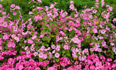 Fototapeta premium Beautiful pink mallow flowers blooming in the garden.
