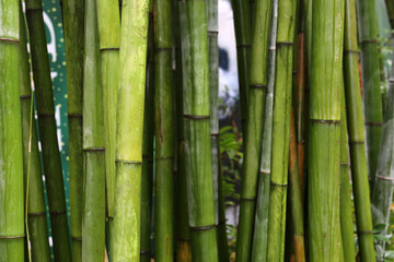 Obraz premium Green bamboo forest at Chengdu Research Base of Giant Panda Breeding
