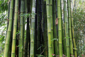 Obraz premium Green bamboo forest at Chengdu Research Base of Giant Panda Breeding