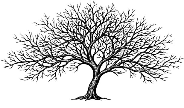 Detailed leafless tree silhouette vector with intricate branches isolated on white background for nature and design use