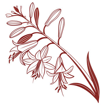 Hesperaloe Parviflora Floral Design Vector