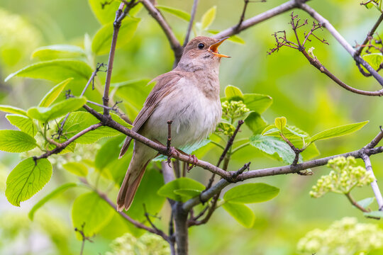 Thrush Nightingale, Luscinia luscinia. A bird sits on a tree branch and sings