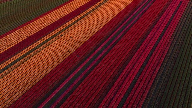 Aerial view of colorful tulip fields with vibrant red, orange, and purple rows under soft light in Hoogkarspel, North Holland, Netherlands.