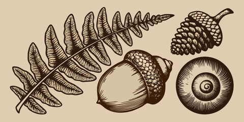illustration of forest elements including fern pinecone acorn and snail shell © Hridoy