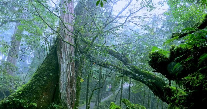 Moss-covered stone hiking trails in the original rainforest of Qilan, Taiwan