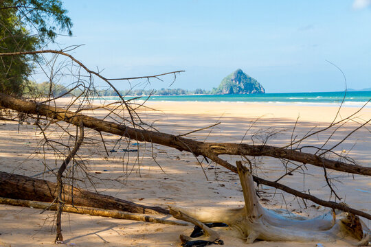 Beach and dry tree in summer