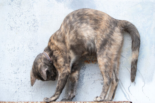 cat sitting in front of an old rusty metal wall.