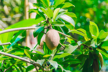 Fototapeta premium Tropical sapodilla fruit hanging from green leafy tree branch in Thailand