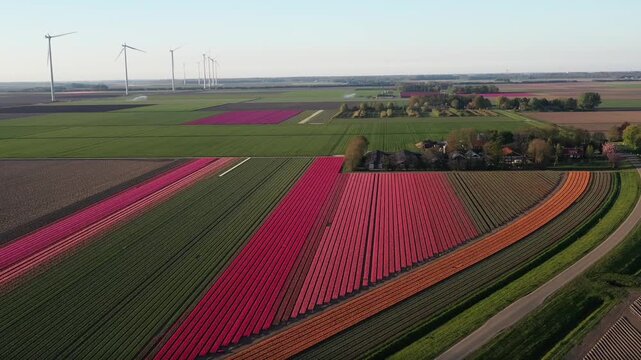 Aerial view of the vibrant tulip fields of Flevopolder with blooming flowers, green meadows and wind turbines under a clear sky in Lelystad, Flevoland, Netherlands.
