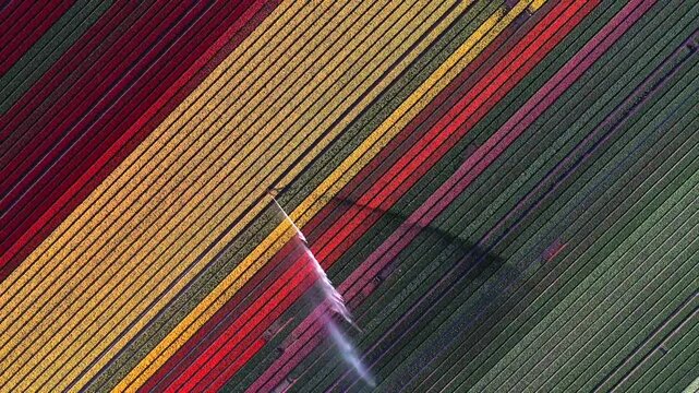 Aerial view of vibrant rows of red and yellow tulips being watered by a sprinkler system in the Flevopolder region of Lelystad, Flevoland, Netherlands.