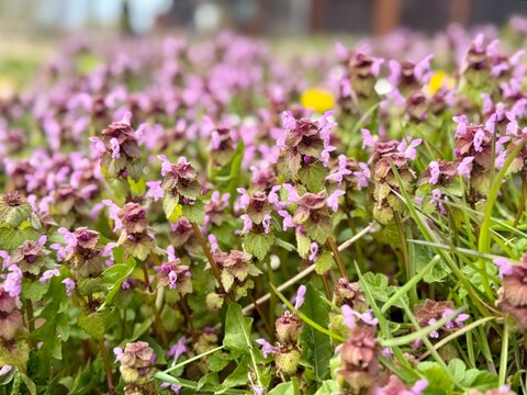 Blooming bugleweed (Ajuga reptans) covering meadow ground in spring with soft purple flowers and green grass.