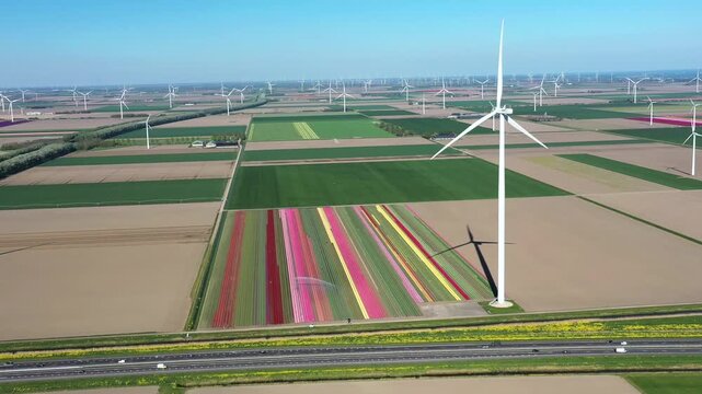 Aerial view of the Flevopolder tulip fields with vibrant flower rows and modern wind turbines under a clear blue sky in Lelystad, Flevoland, Netherlands.