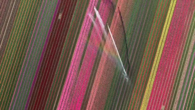 Aerial view of vibrant tulip fields in Flevopolder with water sprinklers creating a rainbow effect over the colorful rows in Lelystad, Flevoland, Netherlands.