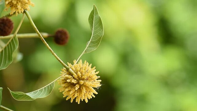 Kratom or Mitragyna speciosa Korth branch flower and green leaves on natural background.