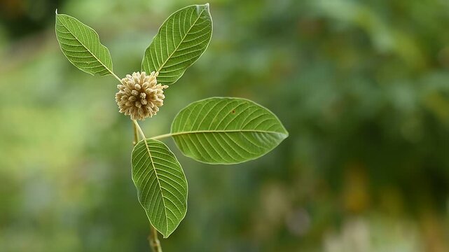 Kratom or Mitragyna speciosa Korth branch flower and green leaves on natural background.