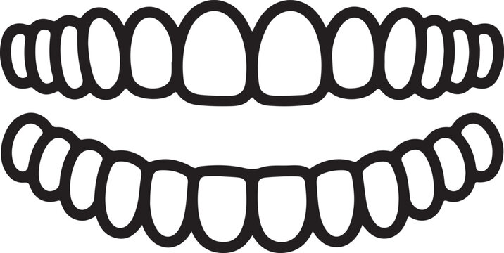 Upper and lower teeth