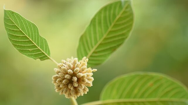 Kratom or Mitragyna speciosa Korth branch flower and green leaves on natural background.