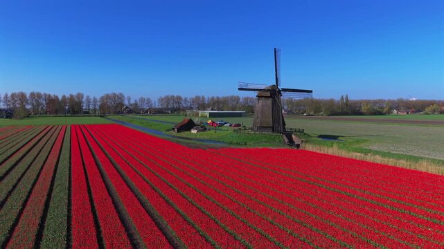 Aerial view of Poldermolen E windmill standing beside vibrant red tulip fields under a clear blue sky in Stompetoren, Noord-Holland, Netherlands.