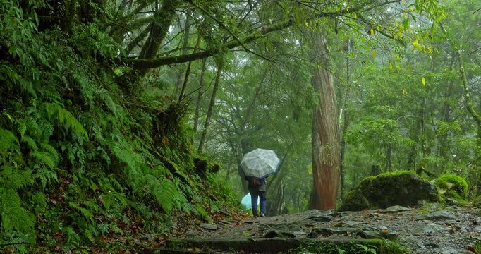 The damp stone steps and tranquil moments for hikers on the Qilan Sacred Tree Trail in Taiwan