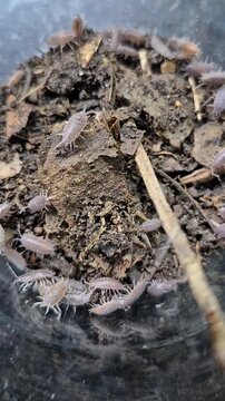 woodlice in a beaker for experiment 