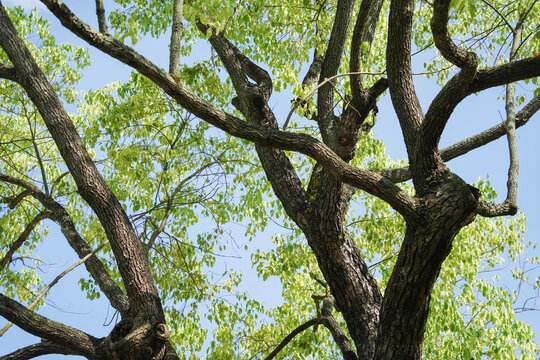 Low angle view of looking up treetops in springtime with copy space.