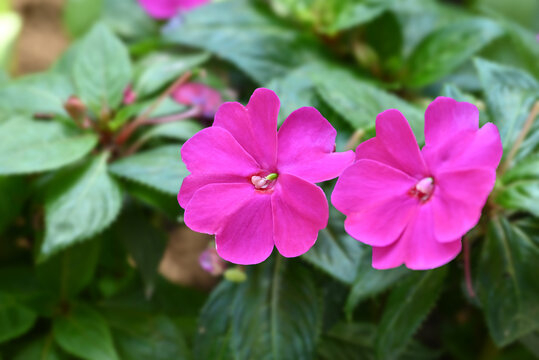 A detailed close-up of a vibrant pink Impatiens flower in full bloom, surrounded by its textured green leaves.