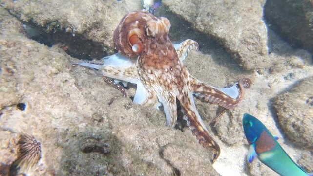 Underwater footage of an octopus moving gracefully across the ocean floor, changing color as it explores. Its flexible arms and natural camouflage highlight the beauty and mystery of marine life.