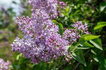 Obraz premium Purple Lilac Flowers Blooming In Spring Garden On Sunny Day
