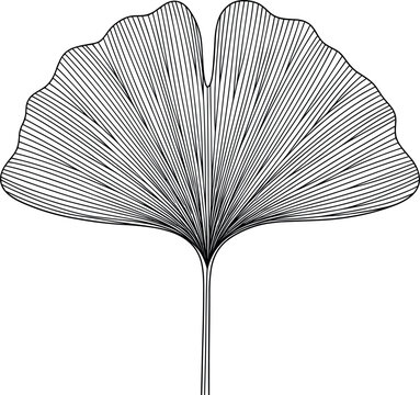 Detailed Ginkgo Leaf Line Art Illustration with Elegant Botanical Engraving Style for Nature, Herbal, and Organic Design Projects