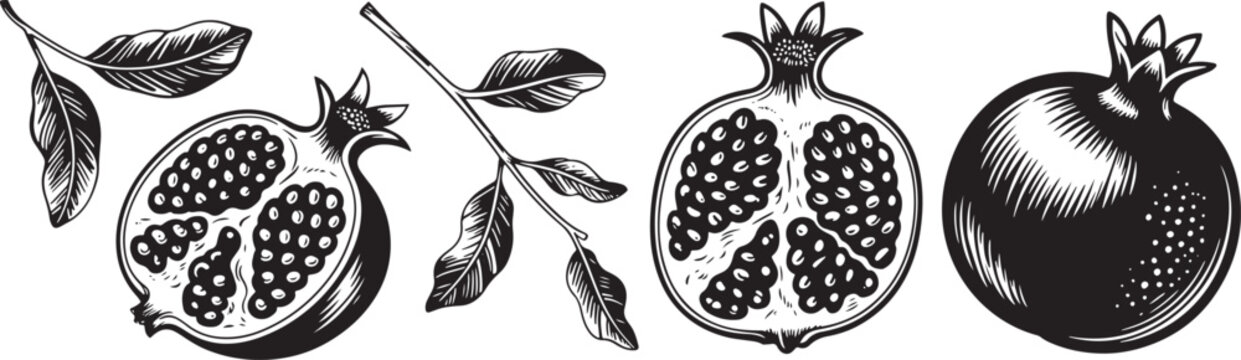 Pomegranate Fruit Vector Illustration, Vintage Hand Drawn Sketch of Whole and Sliced Pomegranates with Seeds and Leaves