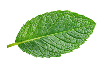 Naklejka premium Single green mint leaf with serrated edges isolated on black background herb plant