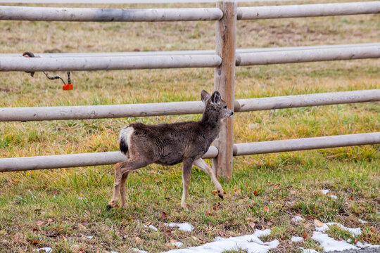 Blacktail fawn scampering beside wooden fence