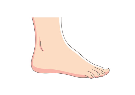 Human right side limb extremity anatomy depiction presenting natural skin tone appearance and clearly defined toes and arch showing a healthy body part for medical or wellness concepts and
