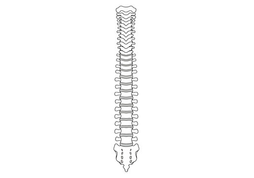 Anatomical representation of a human vertebral column structure showing segmented bone layers and the sacrum tailbone at the bottom creating a clear visual of skeletal anatomy for medical and