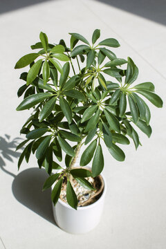 It is a potted Schefflera arboricola placed against a white background.