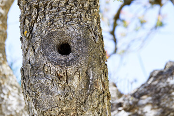 Fototapeta premium Tree trunk showing a hollow dark hole, providing a natural habitat and nesting spot for wildlife in an outdoors setting
